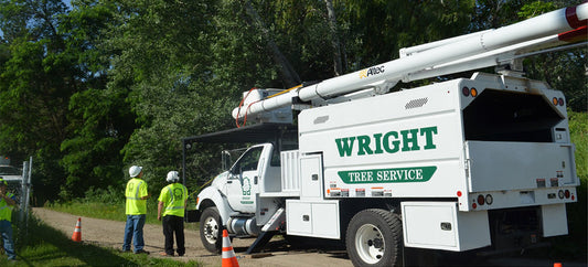 Two men looking up at another man working on  cutting branches from a tree that is too close to a powerline